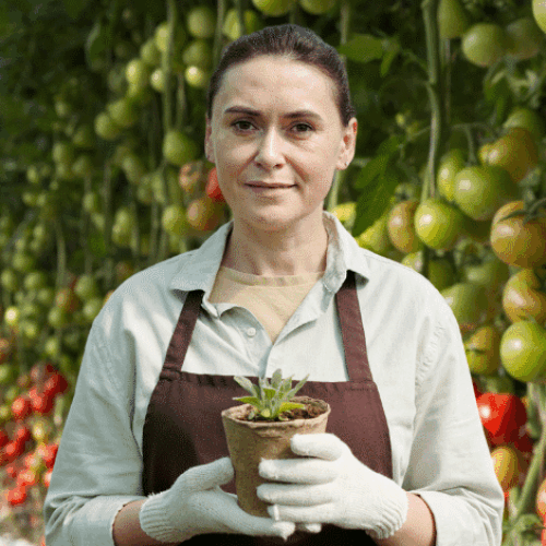 Lucrători pentru răsucirea plantelor de roșii Lucrători pentru răsucirea plantelor de roșii