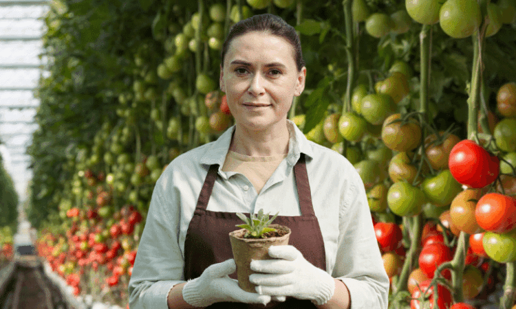Работници за усукване на доматени растения