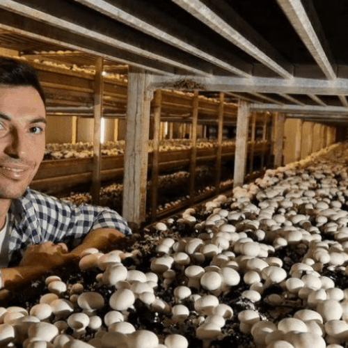 Фермер – Гъбна ферма, Саоксторп, Швеция Фермер – Гъбна ферма, Саоксторп, Швеция