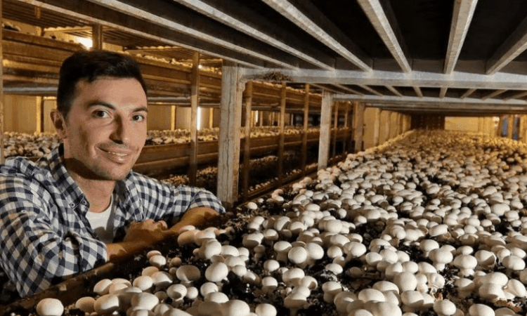 Farm Worker – Mushroom Farm
