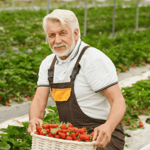 Работници за премахване на плевели в ягодови насаждения – Швеция Работници за премахване на плевели в ягодови насаждения – Швеция
