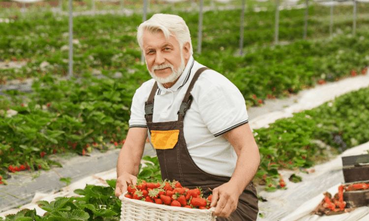 Weeding In Strawberry Cultivation – Sweden